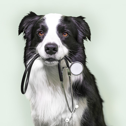 Hund mit Stethoskop im Maul